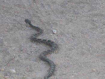 Dangerous rattlesnake on the ranch
