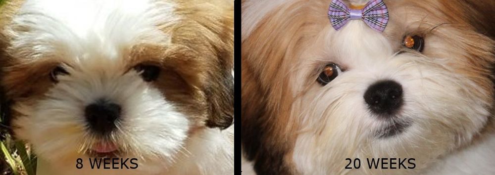 Lhasa apso coat new arrivals