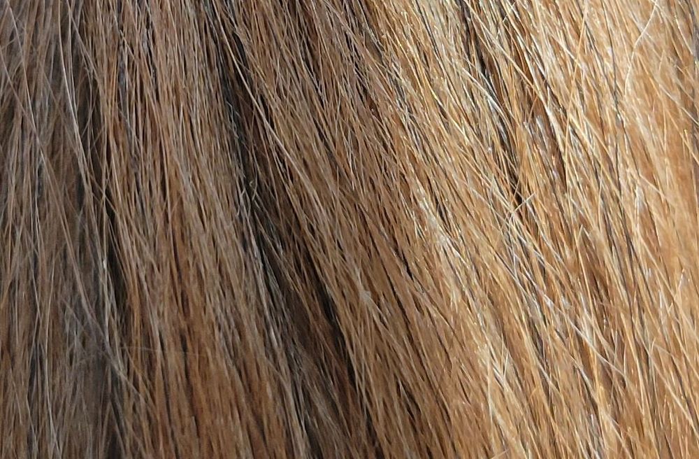 KaiAra Lhasa Apsos Color and Coat Changes