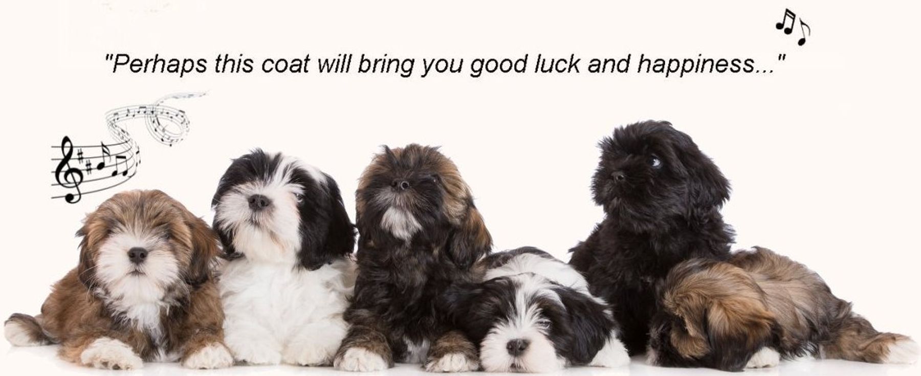 KaiAra Lhasa Apsos Color and Coat Changes