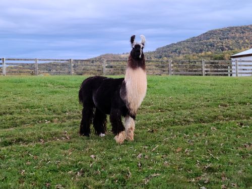 SIRE-DUKE of BAHAMAS-