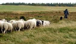 Sheep Following Shepherd Stock Photos - Free & Royalty-Free ...