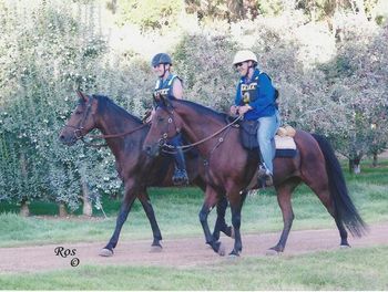 Lenny with Savannah at the Jarrahdale Endurance Ride. Both part Morgans
