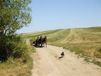 Working horses returning from the fields
