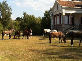 The horses after 4 days of riding
