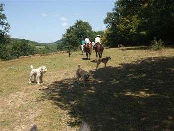 Shepherd's dogs
