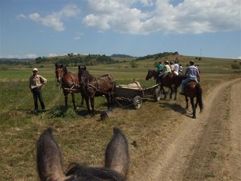 Working horses. See the little smoke bucket keeping the insects off them.
