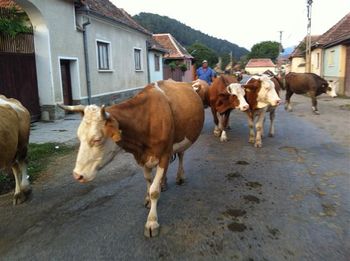 A typical street late in the afternoon
