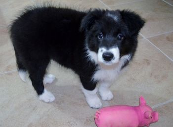 RUE Just loves her Pink Piggy & the noise he makes when chewed.
