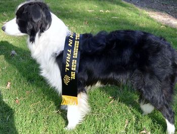 Rosie Showing off her High in Trial (HIT) Sash - Saturday 19-05-12 with a high score of 89 points. 1 leg down out of 3 needed for her HSAs title.
