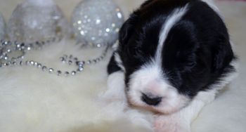 Pup 1 - Two Weeks Old
