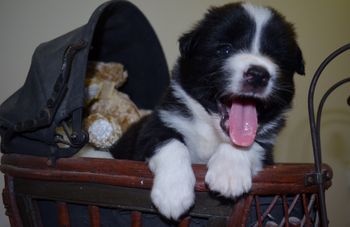 Pup 6 Skye - 4 Weeks Old
