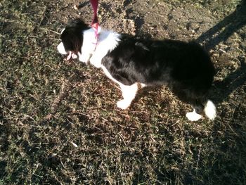 Rosie with tongue hanging out after herding
