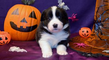 Pup 5 - Halloween Pics
