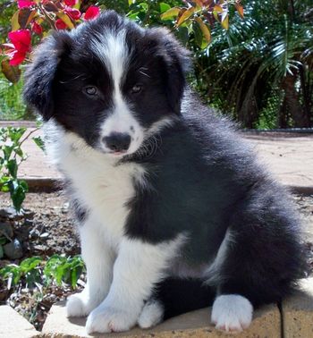 Ruby sitting still for the camera.
