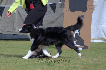 Border Collie Club Specialty Show 11-08-2013
