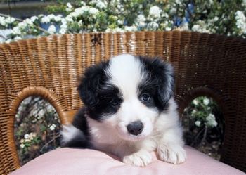 Ionaborda Grantham (Pippa) sitting amongst the flowers
