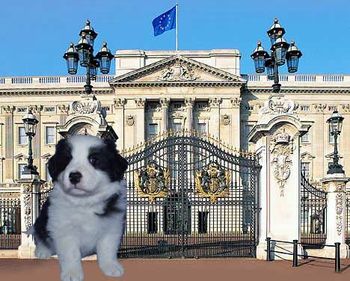 Kizzy in front of Buckingham Palace.

