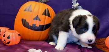 Pup 6 - Halloween Pics
