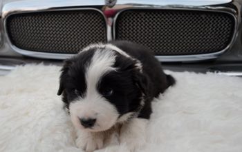 Pup 6 - Samwell Tarly.
