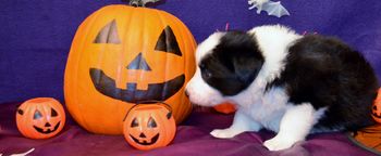 Pup 8 - Halloween Pics
