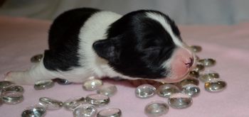 Pup 4 Female
