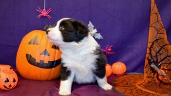 Pup 7 - Halloween Pics
