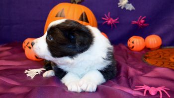 Pup 7 - Halloween Pics
