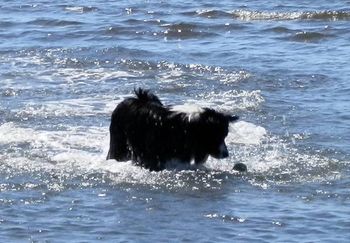 Jasper's found the ball.
