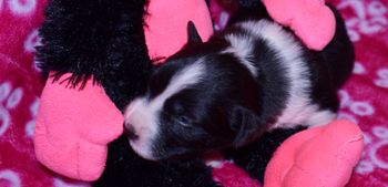 Pup #2 Male
