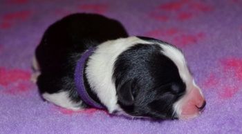 Pup #4 BOY - Purple.

