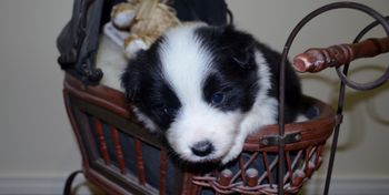 Pup 7 Rein  - 4 Weeks Old
