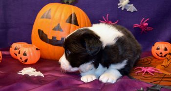 Pup 5 - Halloween Pics
