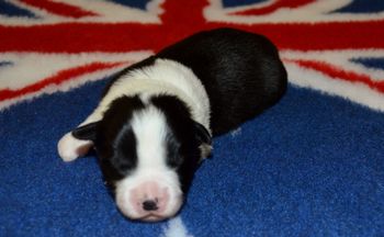 Pup #5 Male.
