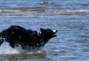 Jasper in action in the water.
