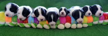 8 pups @ 2 weeks L-R: Pups 8,1,6,4,2,3,5,7
