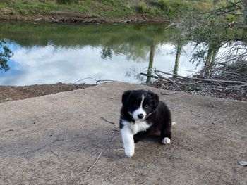 Sassie Wants to leave being too close to Rocky Creek
