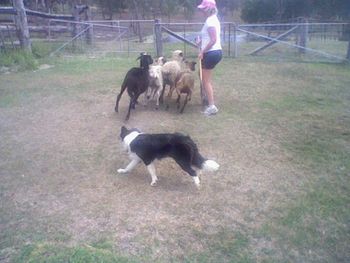 Kaia @ just over 5mths learning Herding & apparently doing really well at it.
