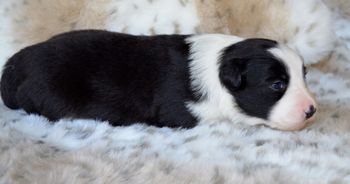 Pup 4 - Female.
