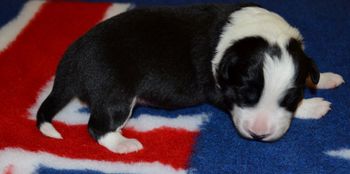 Pup #6 Male.
