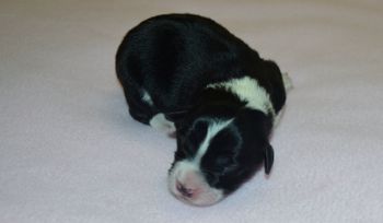 Pup 1 Female
