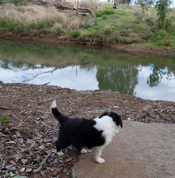 Suzie Jade - Checking out the still fairly high level of the creek
