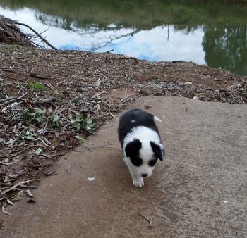 Pippa walking away from the edge of Rocky Creek
