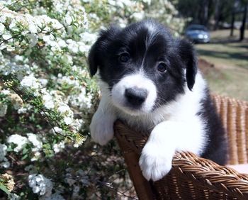 Ionaborda Lockyer Valley (Suzie) taking it easy near the flowers
