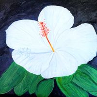 White Poinsettia - 8 x 10 Eco-Art Print by Paula Gilbert