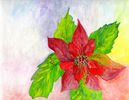 Poinsettia - 1 - 8 x 10 Eco-Art Prints by Paula Gilbert