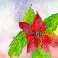 Poinsettia - 1 - 8 x 10 Eco-Art Prints by Paula Gilbert