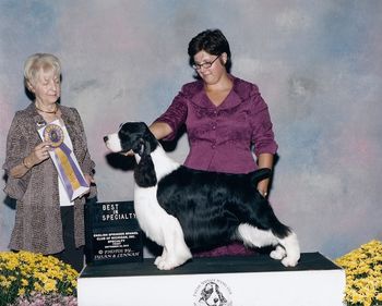 MBIS/MBISS GCH WIL-ORION'S TWENTY TWENTY "Titus" Titus was BOB at the ESSCM under judge J. McGinnis
