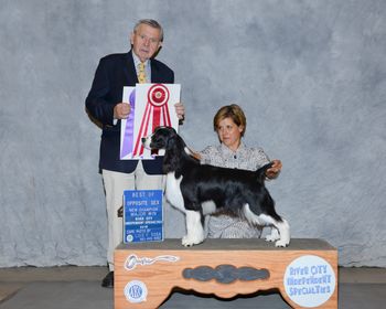 "FERGIE" GCH CROSSROAD JOCKEYHILL BIG GIRLS DON'T CRY.  Fergie finished her championship with two major Specialty wins.
