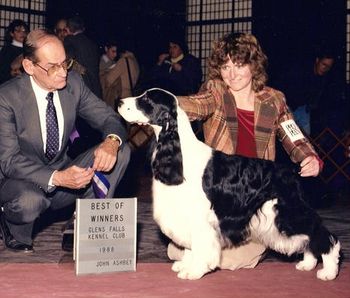 "ZEE" CH. CROSSROAD LORDILLEA A TO ZEE (Ch. Jester's Jack In The Box and Lordillea's Graphic) Zee was co-owned with Erline Jesseman and co-bred with Ruth Ferm. Zee was from my first litter named after cars. He was the last born hence A to Zee (280 Zee car). Zee finished his championship easily with 4 major wins.
